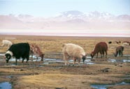 Llamas grazing in Southern Bolivia