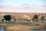 Llamas grazing in Southern Bolivia