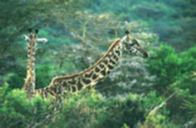 Three Kangaroos, Mount Meru