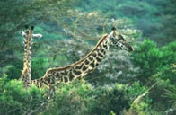 Three Kangaroos, Mount Meru