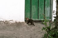 Kitten in doorway at Ingapirca