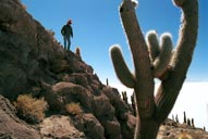 Trichoreus cactus at Isla de los Pescadores, Bolivia