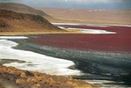 Laguna Colorada and flamingos