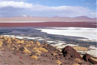 Flamingos on Laguna Colorada