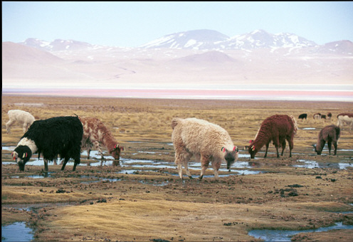 Llamas grazing near Laguna Colorada
