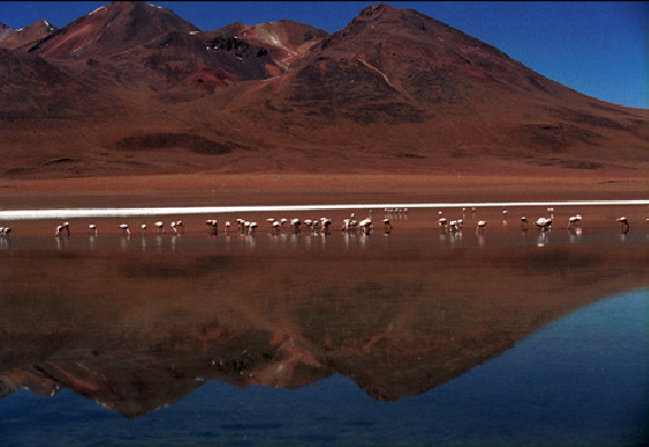 Reflected flamingos