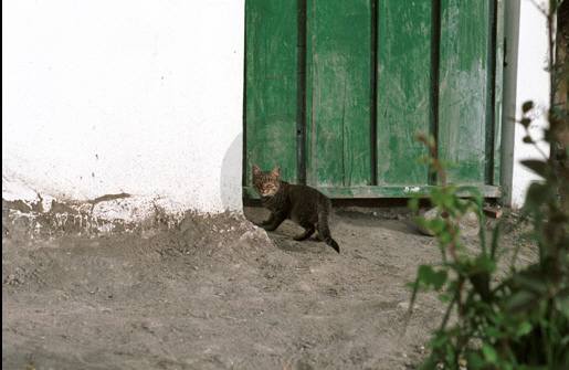 Kitten at Ingapirca Ecuador