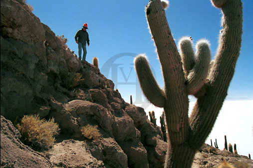 Trichoreus cactus, Isla de los Pescadores