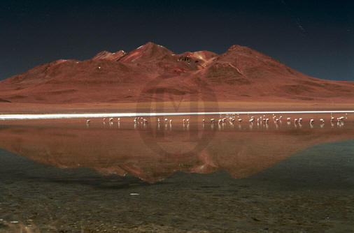 Flamingos reflected