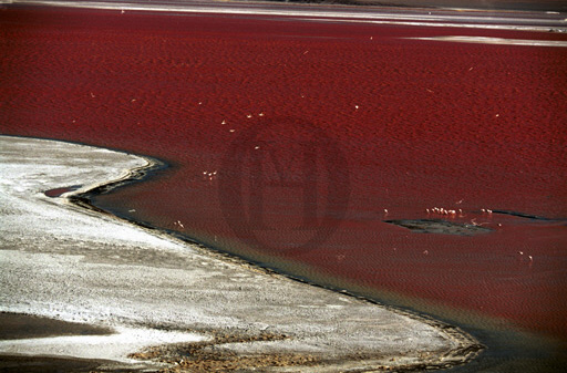 Laguna Colorada in the afternoon